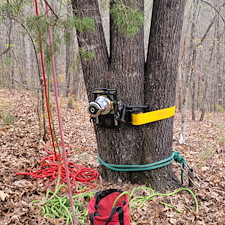 Tree-Removal-in-Seneca-SC-Expert-Service-by-4-Seasons-Lawn-Service 2